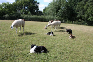 Llamas with our dogs